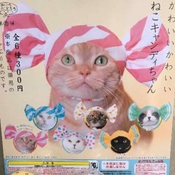 画像1: かわいいかわいい　ねこキャンディちゃん