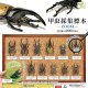甲虫採集標本－ＺＯＯＭ－（再販）（６月）＋正規台紙１枚（付属サービス)