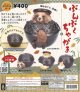 再販 ぶんぶくちゃがま（５月）【★４００円カプセルトイ　３０個入り　ベネリック】＋正規台紙