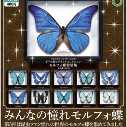 画像1: STC ドイツ箱 マグネットコレクション モルフォ蝶特装版（７月）【◆４００円カプセルトイ　３０個入り　いきもん】＋正規台紙