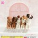 いっしょにねんねわんこ（７月）【◆３００円カプセルトイ　４０個入り　エール】＋正規台紙