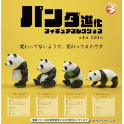 画像1: パンダ進化 フィギュアコレクション（８月）【□３００円カプセルトイ　４０個入り　ブライトリンク】＋正規台紙