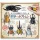 リアル立体造形キーホルダー　世界のカブトムシ（８月）【□３００円カプセルトイ　４０個入り　アクセス】＋正規台紙