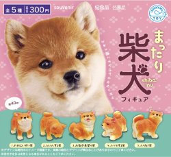 画像1: まったり柴犬フィギュア（９月）【■３００円カプセルトイ　４０個入り　石川玩具】＋正規台紙