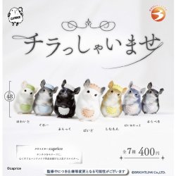 画像1: チラっしゃいませ（９月）【■４００円カプセルトイ　３０個入り　ブライトリンク】＋正規台紙