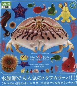 画像1: NTC MONO+ うみべのいきもの マグネット&ボールチェーン２（１０月）【△４００円カプセルトイ　３０個入り　いきもん】＋正規台紙