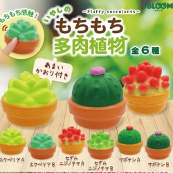 画像1: もちもち多肉植物（再販）（１０月）【△３００円カプセルトイ　４０個入り　ブルーム】＋正規台紙