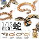 １／１２首に巻く蛇（１０月）【△５００円カプセルトイ　２０個入り　レインボー】＋正規台紙