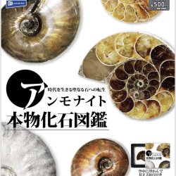画像1: アンモナイト本物化石図鑑（１０月）【△５００円カプセルトイ　２０個入り　レインボー】＋正規台紙