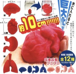 画像1: 水に入れるとおおきくふくらむ　ぷるぷる人体模型フィギュアマスコット（１０月）【△３００円カプセルトイ　４０個入り　奇譚クラブ】＋正規台紙