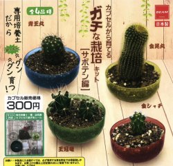 画像1: カプセルから育てる　ガチな栽培キット【サボテン編】（１２月）【▽３００円カプセルトイ　４０個入り　ビーム】＋正規台紙