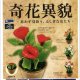 奇花異貌 -思わず見紛う、ふしぎな花たち-（１月）【▼５００円カプセルトイ　２０個入り　レインボー】＋正規台紙