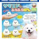 サモエドくんふわふわぽん（３月）【○３００円カプセル　４０個入り　アミューズ】＋正規台紙