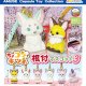 ちょコンとキツネ根付マスコット3（３月）【○３００円カプセル　４０個入り　アミューズ】＋正規台紙