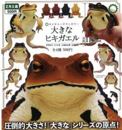 画像1: NTC 大きなヒキガエル（再販）（２月）【○５００円カプセル　２０個入り　いきもん】＋正規台紙