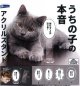 うちの子の本音アクリルスタンド（２月）【○３００円カプセル　４０個入り　レインボー】＋正規台紙