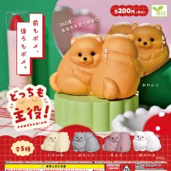 画像1: どっちも主役！ポメラニアン（３月）【○２００円カプセル　５０個入り　エール】＋正規台紙