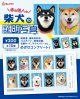 柴犬の証明写真（１月）【●３００円カプセル　１カートン２００個入り　奇人クラブ】