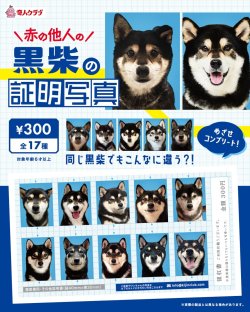 画像1: 黒柴の証明写真（１月）【●３００円カプセル　１カートン２００個入り　奇人クラブ】