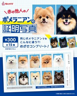 画像1: ポメラニアンの証明写真（１月）【●３００円カプセル　１カートン２００個入り　奇人クラブ】