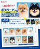 ポメラニアンの証明写真（１月）【●３００円カプセル　１カートン２００個入り　奇人クラブ】