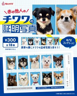 画像1: チワワの証明写真（１月）【●３００円カプセル　１カートン２００個入り　奇人クラブ】