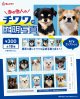 チワワの証明写真（１月）【●３００円カプセル　１カートン２００個入り　奇人クラブ】