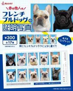 画像1: フレンチブルドッグの証明写真（１月）【●３００円カプセル　１カートン２００個入り　奇人クラブ】