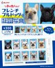 フレンチブルドッグの証明写真（１月）【●３００円カプセル　１カートン２００個入り　奇人クラブ】