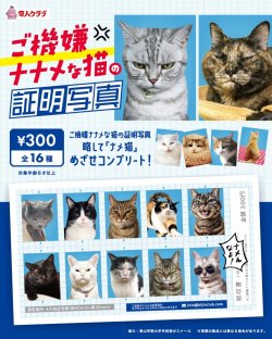 画像1: ご機嫌ナナメな猫の証明写真（１月）【●３００円カプセル　１カートン２００個入り　奇人クラブ】