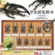 甲虫採集標本－ＺＯＯＭ－（再販）（４月）【☆２００円カプセル　５０個入り　エール】＋正規台紙