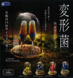 画像1: 変形菌 in ガラスドーム（４月）【☆５００円カプセル　２０個入り　レインボー】＋正規台紙