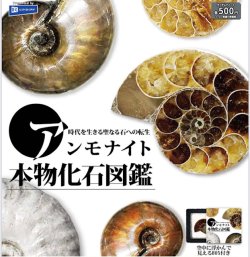 画像1: アンモナイト本物化石図鑑（５月）【★５００円カプセル　２０個入り　レインボー】＋正規台紙