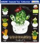 キラキラサボテンフィギュア3（６月）【◇３００円カプセル　４０個入り　アミューズ】＋正規台紙