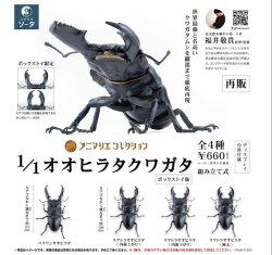 画像1: ＳＯ－ＴＡ／◇ＴＦＣ　アニマリエコレクション 1/1オオヒラタクワガタ（６月）