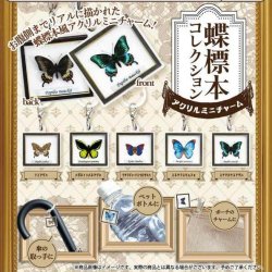 画像1: 蝶標本コレクション アクリルミニチャーム（７月）【◆３００円カプセル　４０個入り　funbox】＋正規台紙