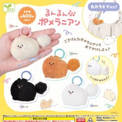 画像1: るんるんポメラニアン （８月）【□４００円カプセル　３０個入り　エール】＋正規台紙