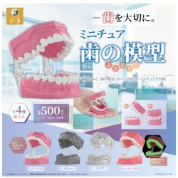 画像1: ミニチュア歯の模型（１２月）【▽５００円カプセル　２０個入り　SO-TA】＋正規台紙