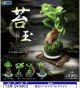 苔玉ミニチュアコレクション（１２月）【▽５００円カプセル　２０個入り　レインボー】＋正規台紙