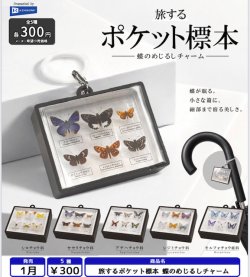 画像1: 旅するポケット標本 蝶のめじるしチャーム（１月）【▼３００円カプセル ４０個入り レインボー】＋正規台紙