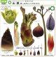 NTC MONO+ 山菜 ボールチェーンマスコット（３月）【〇400円カプセル 30個入り いきもん】＋正規台紙