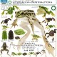 NTC MONO+ トノサマガエルとシュレーゲルアオガエルとアマガエル マグネット&ボールチェーン（３月）【〇400円カプセル 30個入り いきもん】＋正規台紙