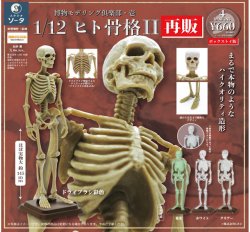 画像1: ＴＦＣ　博物モデリング倶楽部・壱 1/12 ヒト骨格II(再販)（３月）【〇１ＢＯＸ４個入り　SO-TA】
