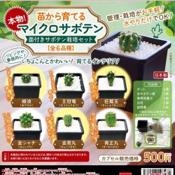 画像1: 本物！苗から育てるマイクロサボテン【栽培セット】（２月）【〇500円カプセル 30個入り ビーム】＋正規台紙