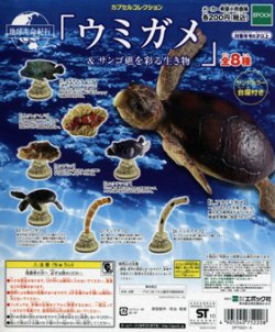 画像1: 地球生命紀行　ウミガメ＆サンゴ礁を彩る生き物