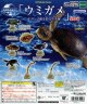 地球生命紀行　ウミガメ＆サンゴ礁を彩る生き物