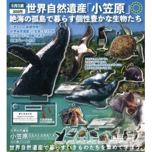 画像: NTC 世界自然遺産 小笠原 アクリルマスコット（５月）【★３００円カプセルトイ　４０個入り　いきもん】＋正規台紙