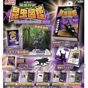 画像: ミニチュア標本付き昆虫図鑑マスコット　クワガタムシ【バイオレットフレイム】（６月）【◇３００円カプセルトイ　４０個入り　トイスピ】＋正規台紙