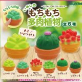画像: もちもち多肉植物（再販）（７月）【◆３００円カプセルトイ　４０個入り　ブルーム】＋正規台紙