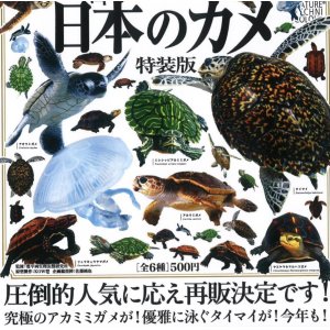 画像: NTC 日本のカメ 特装版（再販）（８月）【□５００円カプセルトイ　２０個入り　いきもん】＋正規台紙